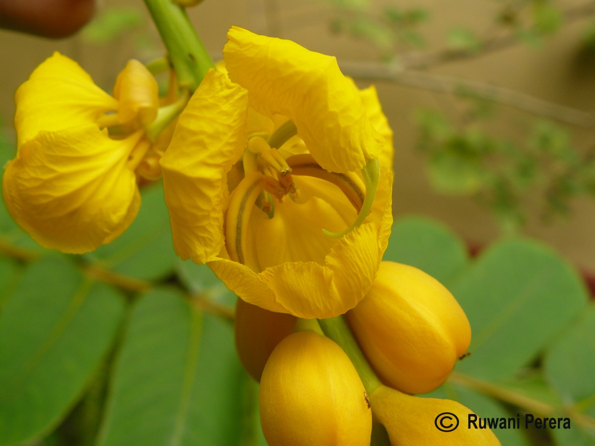 Senna alata (L.) Roxb.